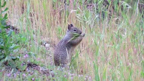 Squirrel snacking. Video stock 152343509
