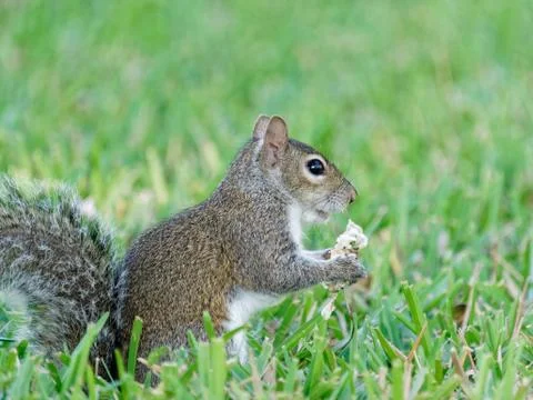 Squirrel Snacking on Lawn Stock Photos