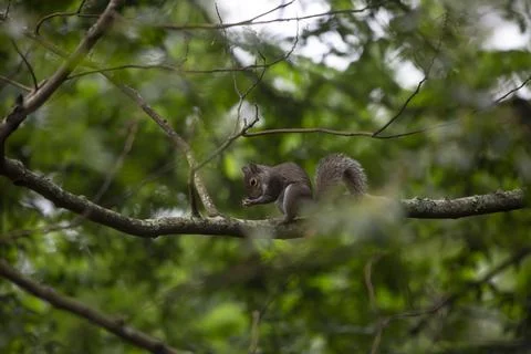 Squirrel Snacking Stock Photos