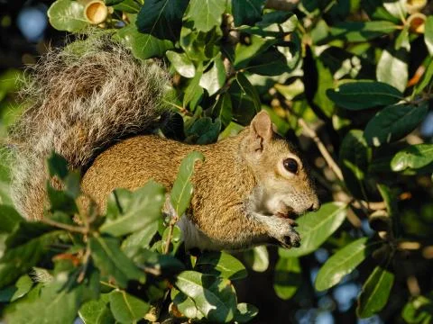 Squirrel Snacking in Tree Stock Photos