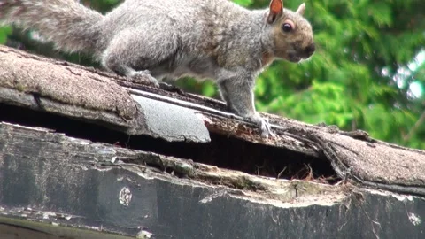 A squirrel sneaking into the hole gnawed by it in the roof of a house 2 Video stock 232157623
