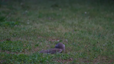 A squirrel sniff at grass in the park Stock Footage 107075373
