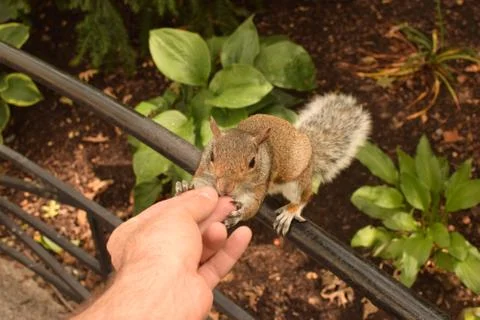 Squirrel Sniffing a Man's Hand Stock Photos