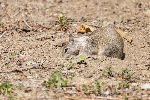 Squirrel sniffing through the dirt looking for food on a sunny day Stock Photos