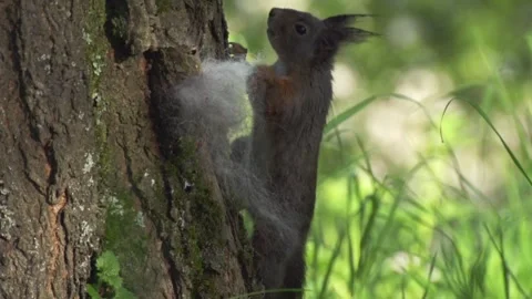 Squirrel sniffs hair on tree trunk Stock Footage 302542439