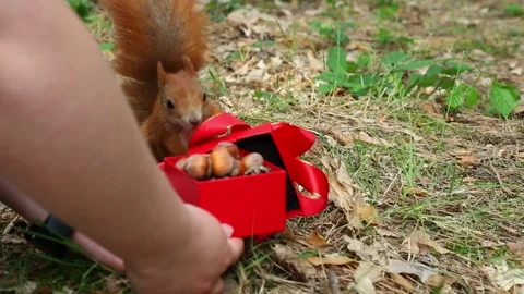 Squirrel sniffs red gift box opens it and takes nut away Stock Footage 314313310