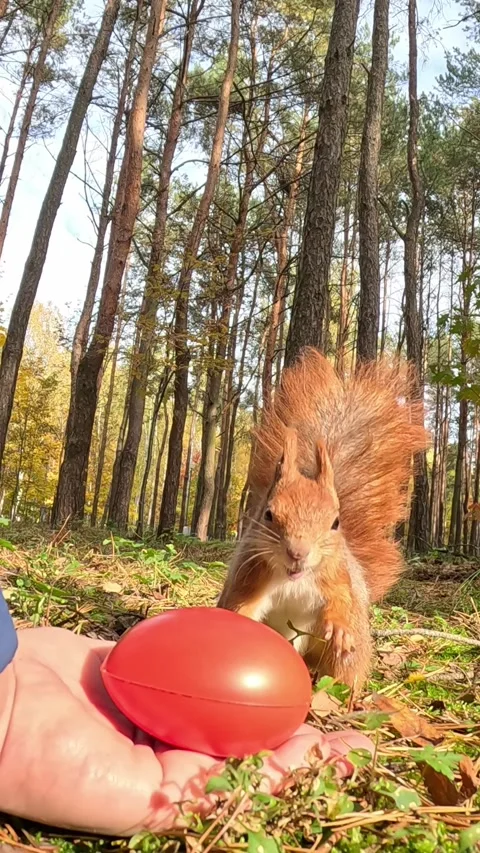 A squirrel sniffs a red heart on a mans hand in a sunny park. Stock Footage 321424935
