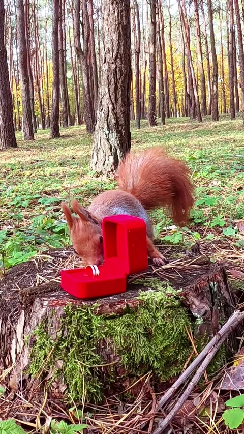 A squirrel sniffs a ring in a gift box sitting on a stump in the forest Stock Footage 322508779