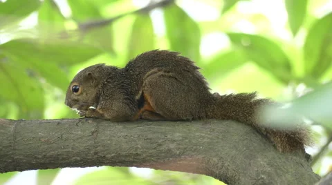 Squirrel Snoozing Stock Footage 56047379