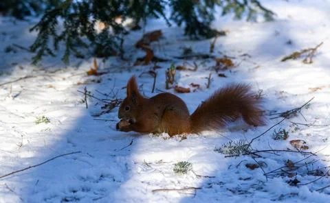Squirrel in the snow eats a nut, winter day Foto stock