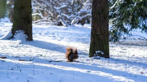 Squirrel in the snow eats a nut, winter day Stock Photos