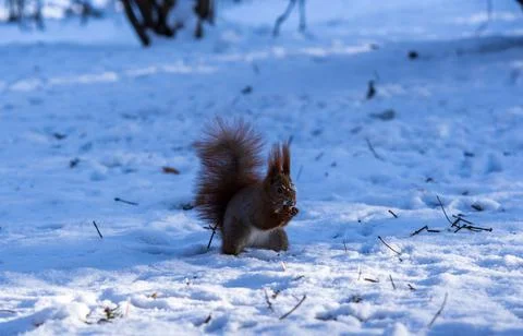 Squirrel in the snow eats a nut, winter day Stock Photos
