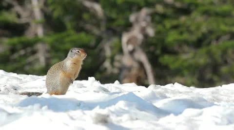 Squirrel in Snow Video stock 11411924