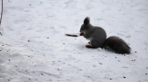 Squirrel in the snow 库存影片 57291281