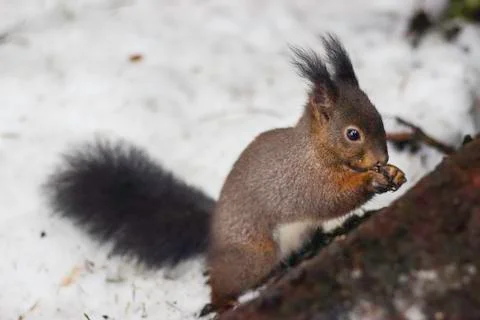 Squirrel in the snow foraging Stock Photos