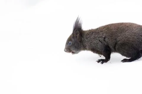 Squirrel in the snow half frame Stock Photos