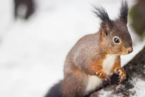 Squirrel in the snow looking off frame Stock Photos