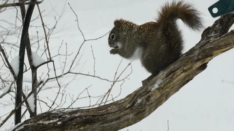 Squirrel in Snow Storm Stock Footage