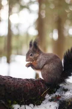 Squirrel in the snow on tree root Stock Photos