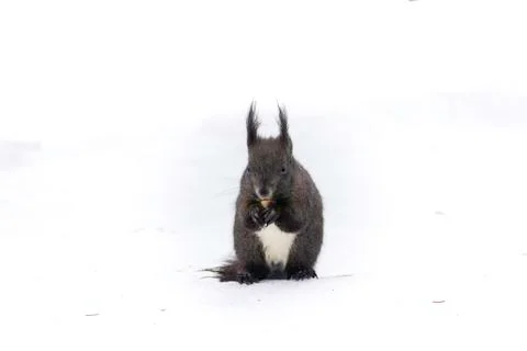 Squirrel in the snow wide Stock Photos