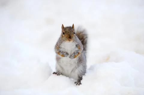 Squirrel with snow in winter Stock Photos