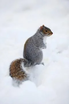 Squirrel with snow in winter Foto stock