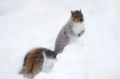 Squirrel with snow in winter Stock Photos