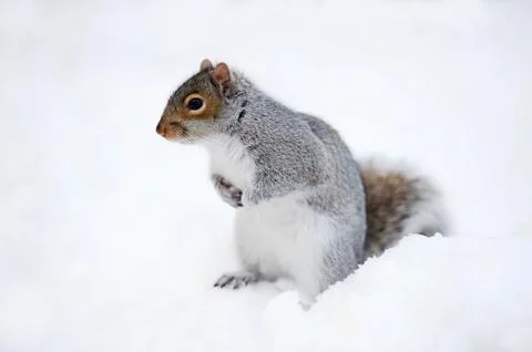 Squirrel with snow in winter Stock-Fotos