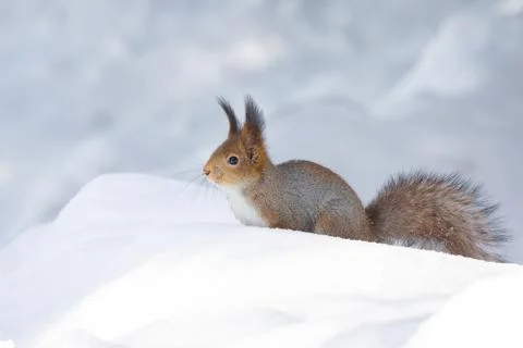 Squirrel snow winter Stock Photos