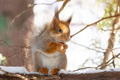 Squirrel snow winter Stock Photos
