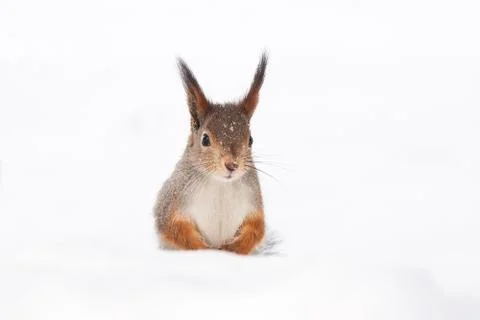 Squirrel snow winter Stock Photos
