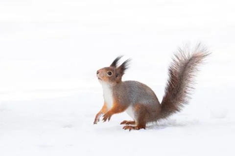 Squirrel snow winter Stock Photos
