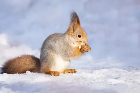 Squirrel snow winter Stock Photos