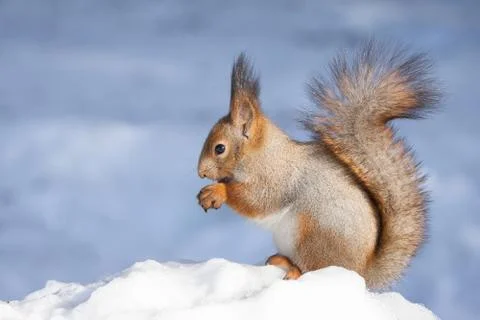 Squirrel snow winter Stock Photos