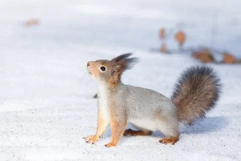 Squirrel snow winter Stock Photos