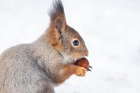 Squirrel snow winter Stock Photos