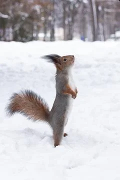 Squirrel snow winter. Stock Photos