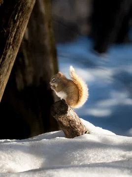 Squirrel in snowy forest eating. Stock Photos