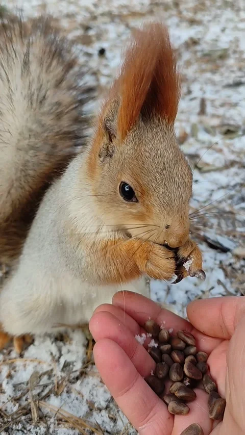 Squirrel in a snowy forest eats nuts from hand. Stock Footage 220196983