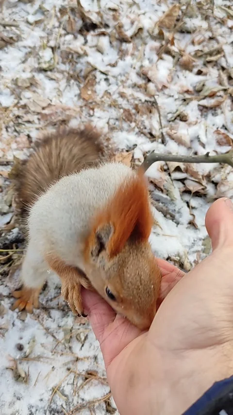 Squirrel in a snowy forest eats nuts from hand. Stock Footage 220196985