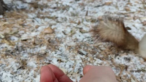 Squirrel in a snowy forest eats nuts from hand. Stock Footage 220197060