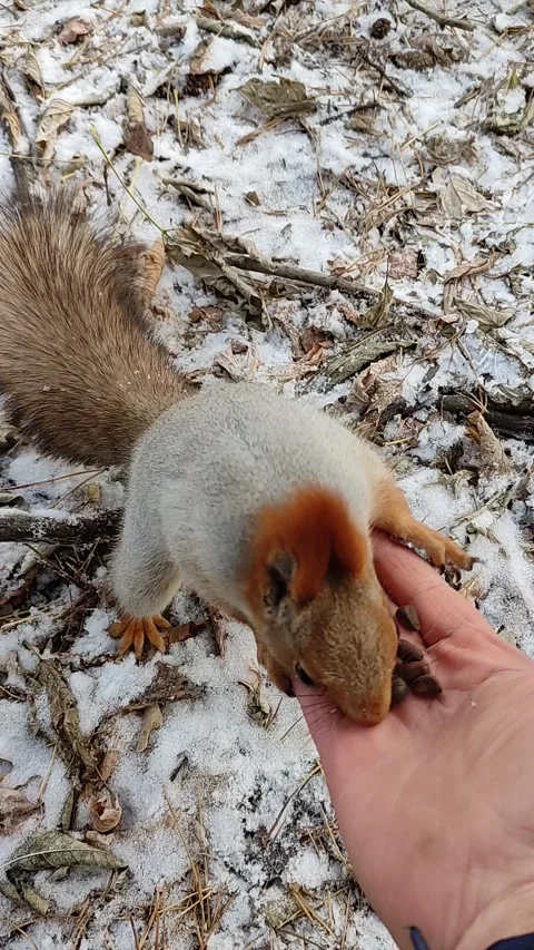 Squirrel in a snowy forest eats nuts from hand. Stock Footage 220197101