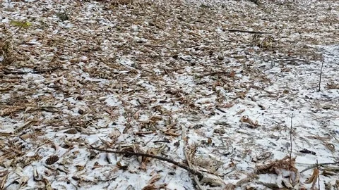 Squirrel in a snowy forest eats nuts from hand. Stock Footage 220197105