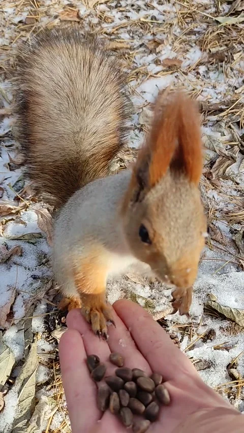 Squirrel in a snowy forest eats nuts from hand. Stock Footage 220197225