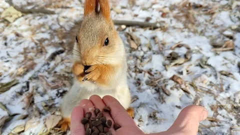 Squirrel in a snowy forest eats nuts from hand. Stock Footage 220197226