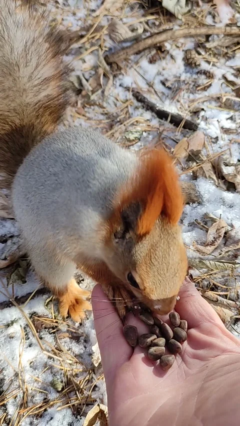 Squirrel in a snowy forest eats nuts from hand. Stock Footage 220197233