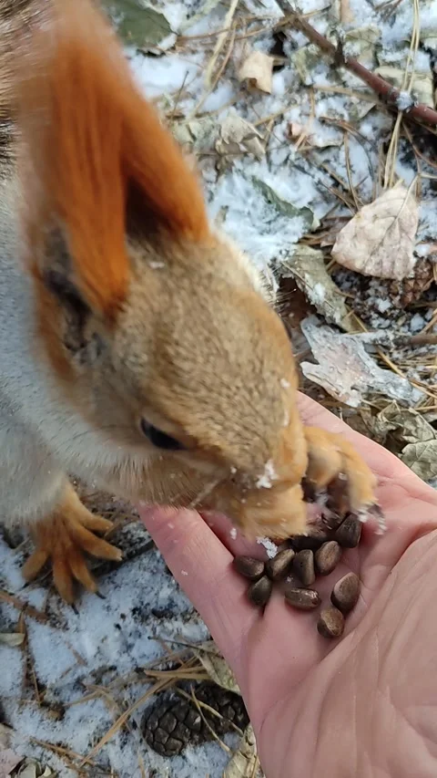 Squirrel in a snowy forest eats nuts from hand. Stock Footage 220197258
