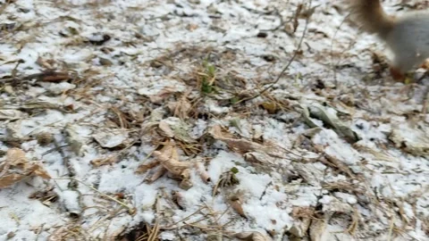 Squirrel in a snowy forest eats nuts from hand. Stock Footage 220197303