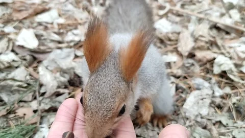Squirrel in a snowy forest eats nuts from hand. Stock Footage 220643029