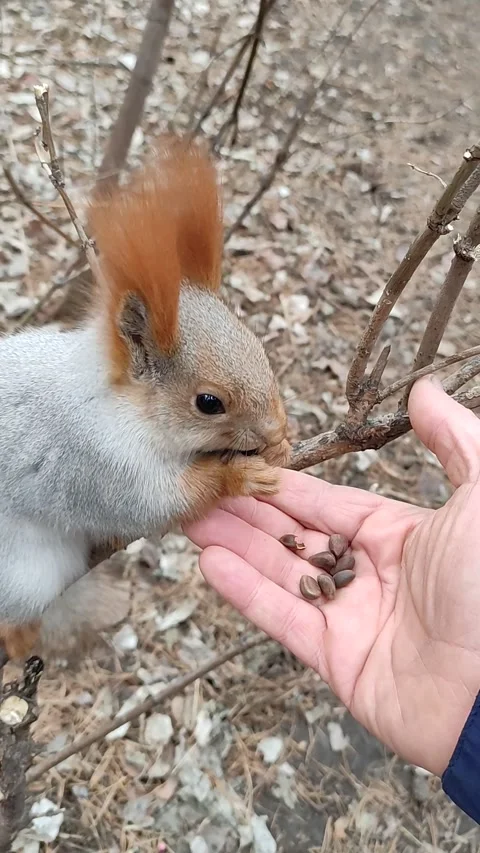 Squirrel in a snowy forest eats nuts from hand. Stock Footage 220643032